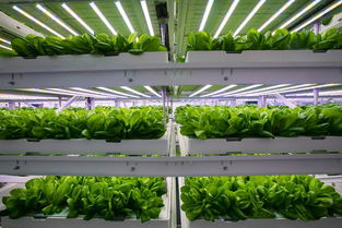 探訪神奇的植物工廠 一片無土上生長的綠葉奇跡