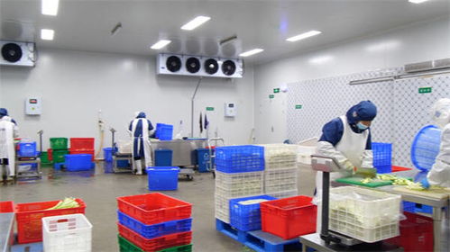 東營市東營區 凈菜工廠日產25-30噸，全力保障市民“菜籃子”